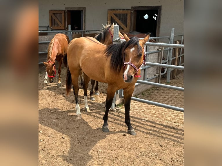 American Quarter Horse Hengst 2 Jahre 150 cm Red Dun in Daleiden