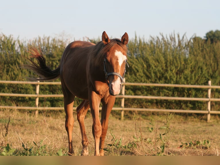 American Quarter Horse Hengst 2 Jahre 150 cm in Kemnath