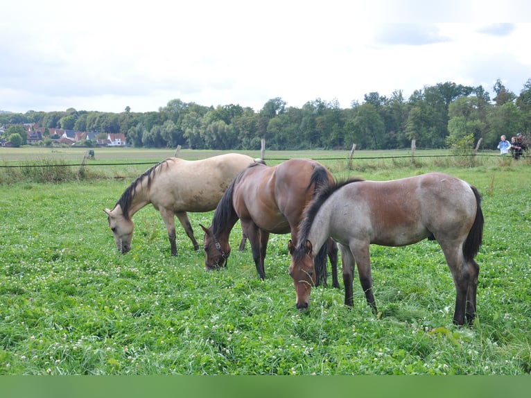 American Quarter Horse Hengst 2 Jahre 150 cm Roan-Bay in Bückeburg Evesen