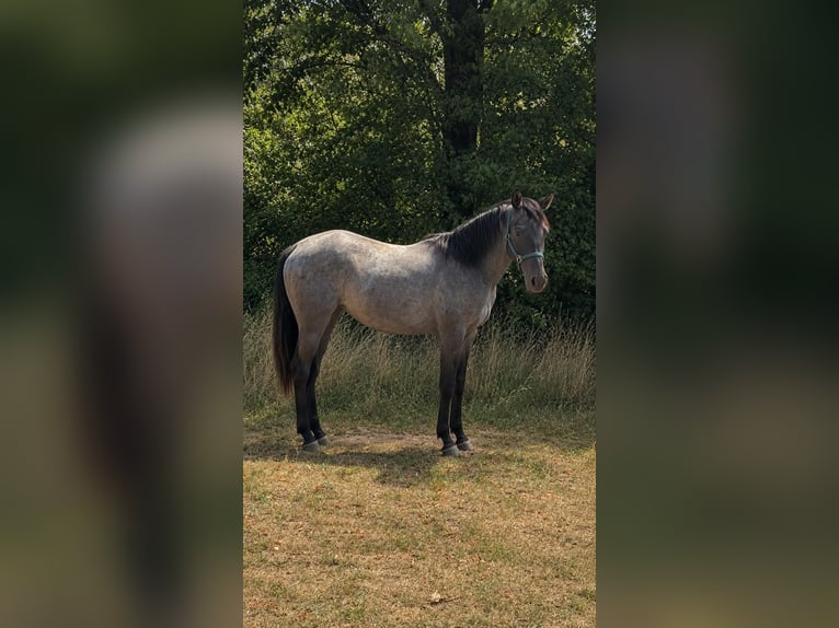 American Quarter Horse Hengst 2 Jahre 150 cm Roan-Blue in Breitenbach
