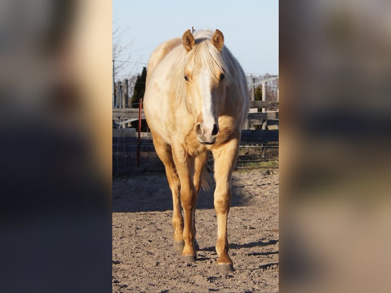 American Quarter Horse Hengst 2 Jahre 151 cm Palomino in Treuenbrietzen