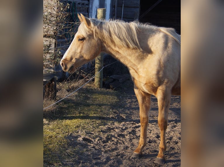 American Quarter Horse Hengst 2 Jahre 151 cm Palomino in Treuenbrietzen