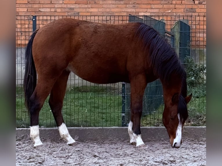 American Quarter Horse Hengst 2 Jahre 152 cm Brauner in Duingen