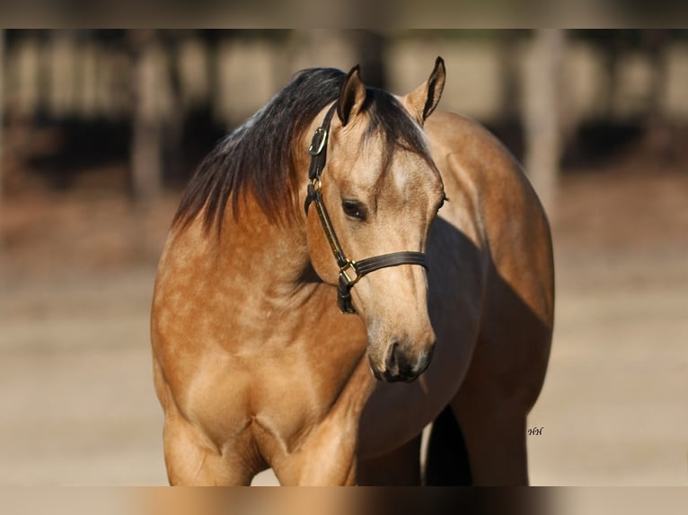 American Quarter Horse Hengst 2 Jahre 152 cm Buckskin in Whitesboro