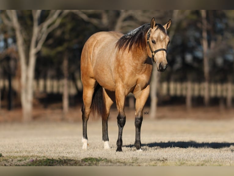 American Quarter Horse Hengst 2 Jahre 152 cm Buckskin in Whitesboro