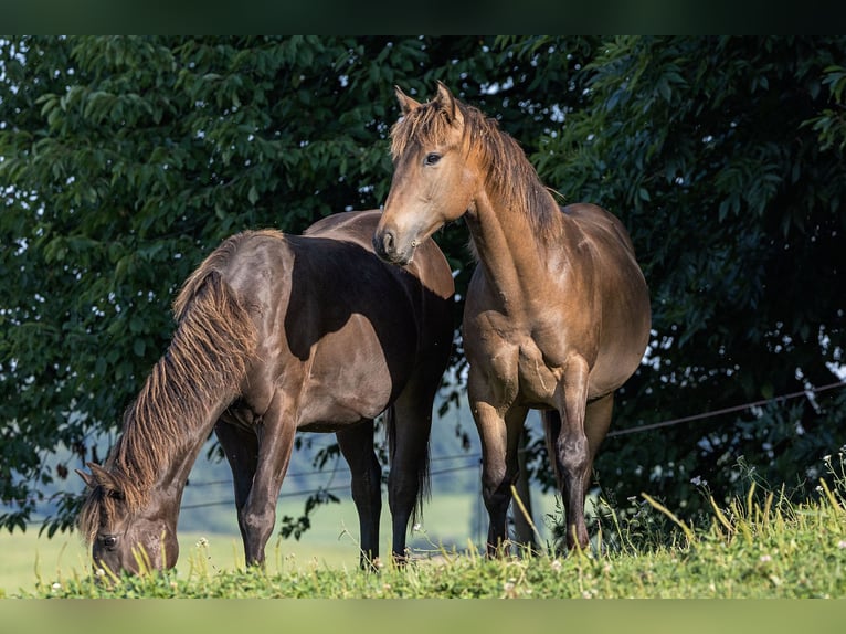 American Quarter Horse Hengst 2 Jahre 152 cm Buckskin in Dietenheim