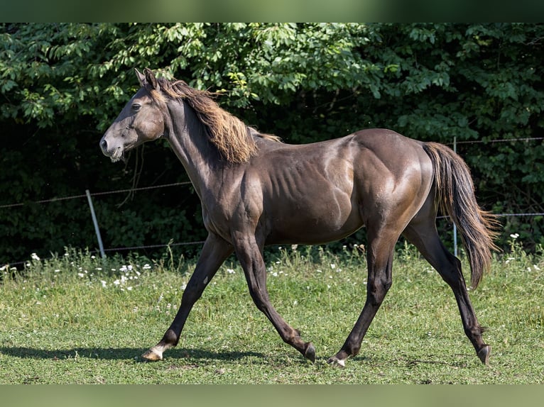 American Quarter Horse Hengst 2 Jahre 152 cm Buckskin in Dietenheim