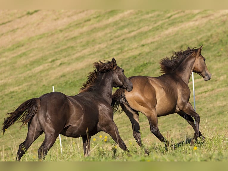 American Quarter Horse Hengst 2 Jahre 152 cm Buckskin in Dietenheim