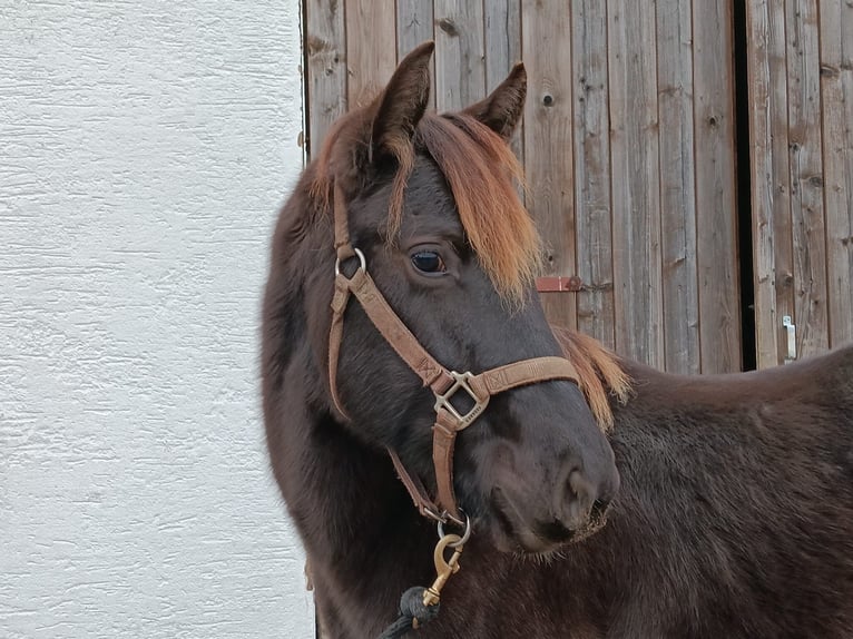 American Quarter Horse Hengst 2 Jahre 152 cm Buckskin in Dietenheim
