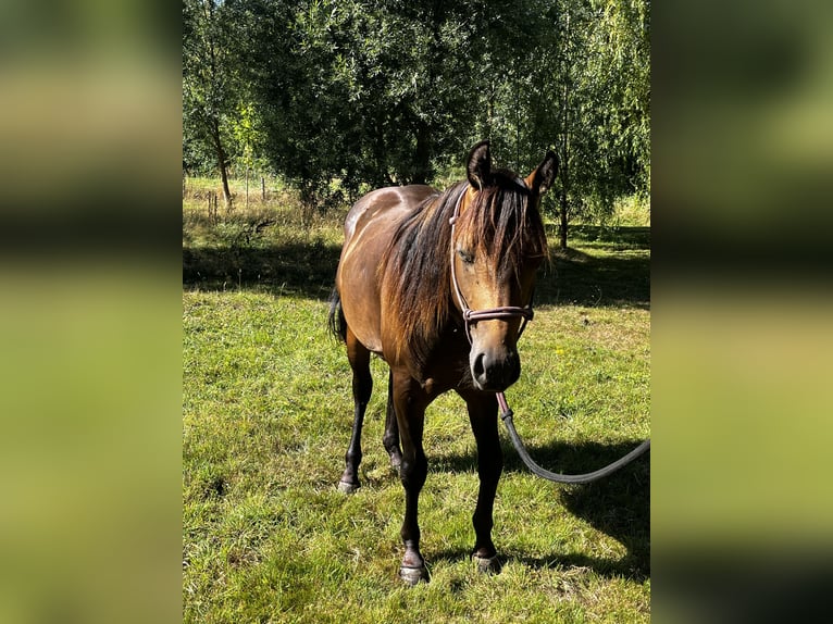 American Quarter Horse Hengst 2 Jahre 152 cm Buckskin in Leuvenheim