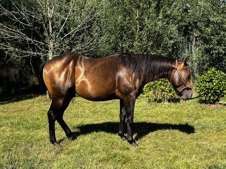 American Quarter Horse Hengst 2 Jahre 152 cm Buckskin in Leuvenheim
