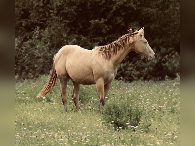 American Quarter Horse Hengst 2 Jahre 152 cm Champagne in Waldshut-Tiengen