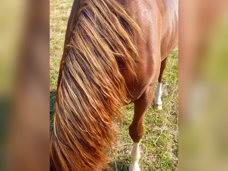 American Quarter Horse Hengst 2 Jahre 152 cm Fuchs in Bad Kohlgrub