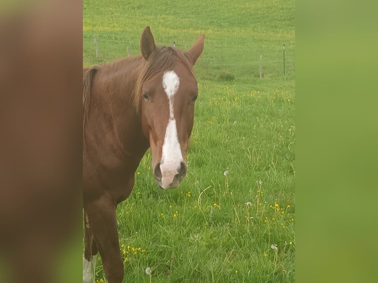 American Quarter Horse Hengst 2 Jahre 152 cm Fuchs in Bad Kohlgrub