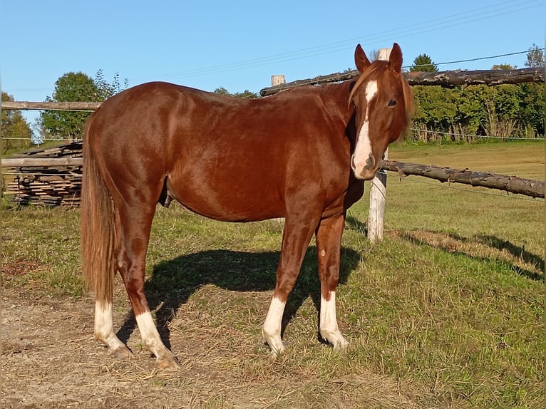 American Quarter Horse Hengst 2 Jahre 152 cm Fuchs in Bad Kohlgrub