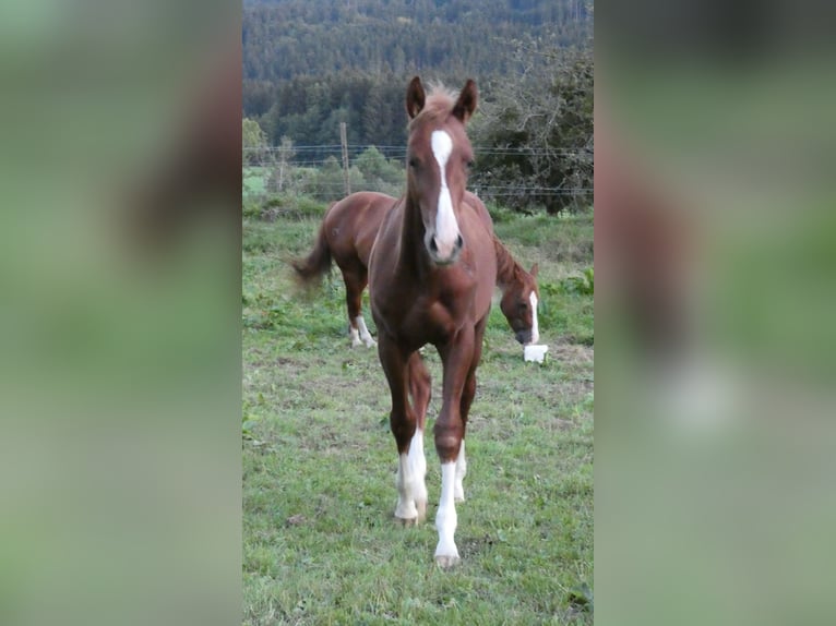 American Quarter Horse Hengst 2 Jahre 152 cm Fuchs in Bad Kohlgrub