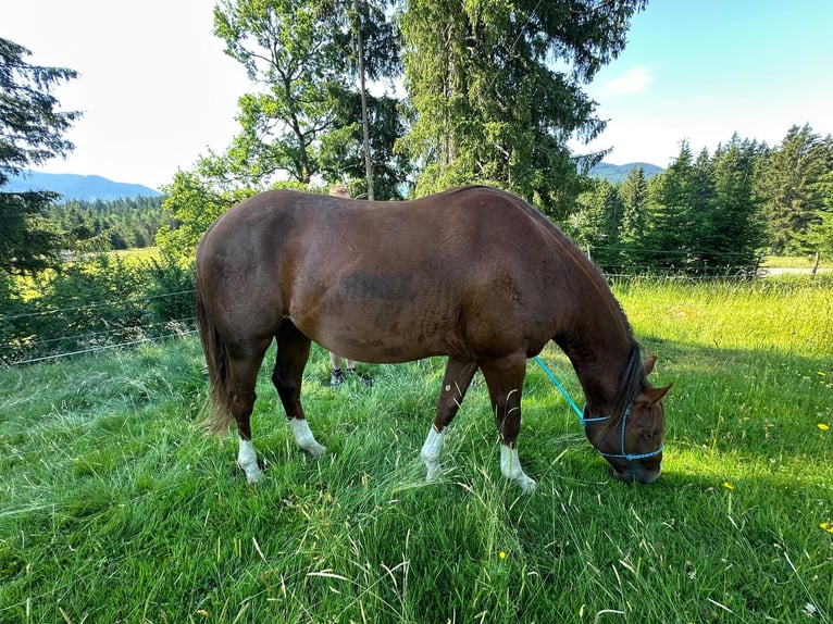 American Quarter Horse Hengst 2 Jahre 152 cm Fuchs in Bad Kohlgrub