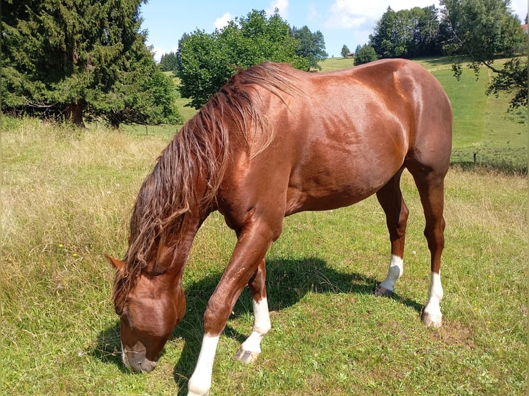 American Quarter Horse Hengst 2 Jahre 152 cm Fuchs in Bad Kohlgrub