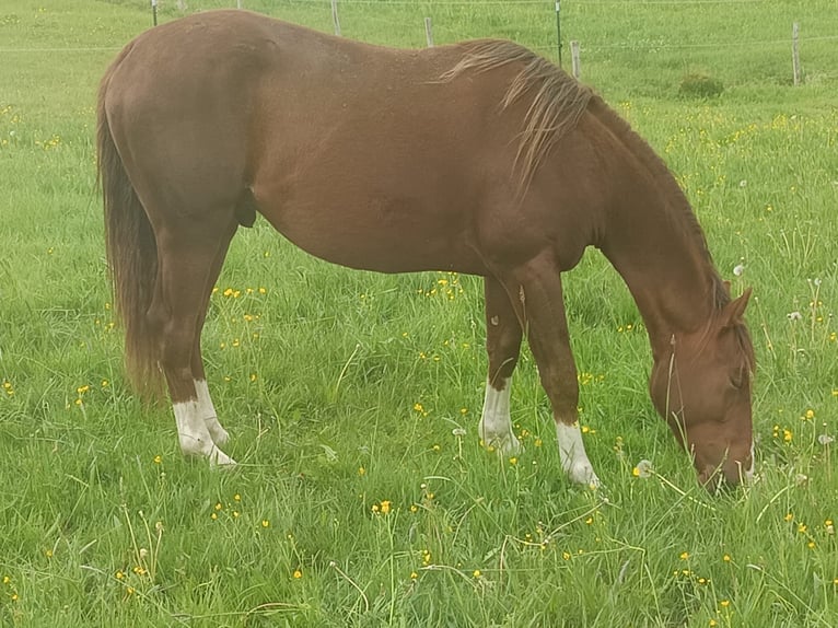 American Quarter Horse Hengst 2 Jahre 152 cm Fuchs in Bad Kohlgrub