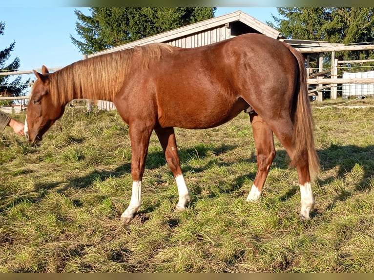 American Quarter Horse Hengst 2 Jahre 152 cm Fuchs in Bad Kohlgrub