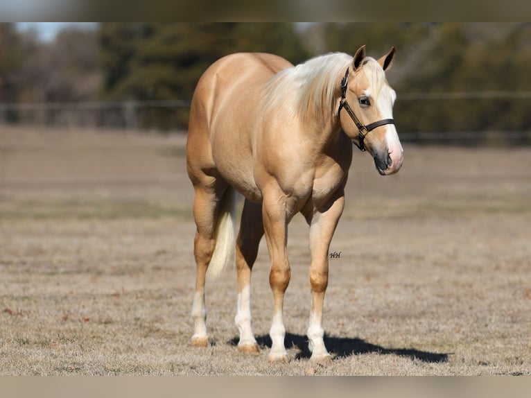 American Quarter Horse Hengst 2 Jahre 152 cm Palomino in Whitesboro