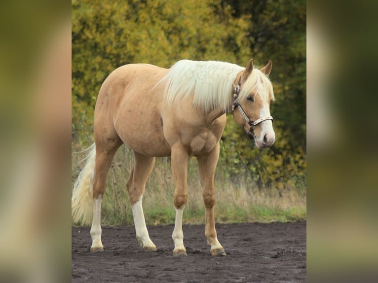 American Quarter Horse Hengst 2 Jahre 152 cm Palomino in Laubach