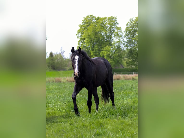 American Quarter Horse Hengst 2 Jahre 152 cm Rappe in Celle