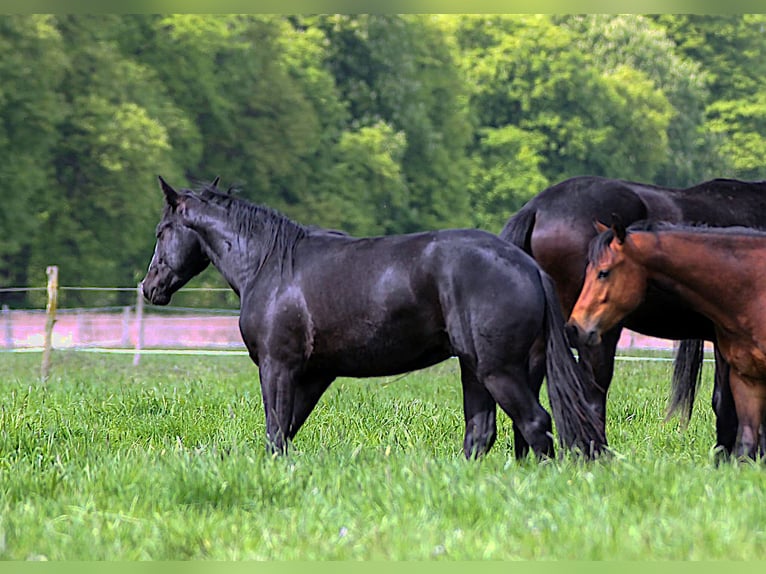 American Quarter Horse Hengst 2 Jahre 152 cm Rappe in Celle