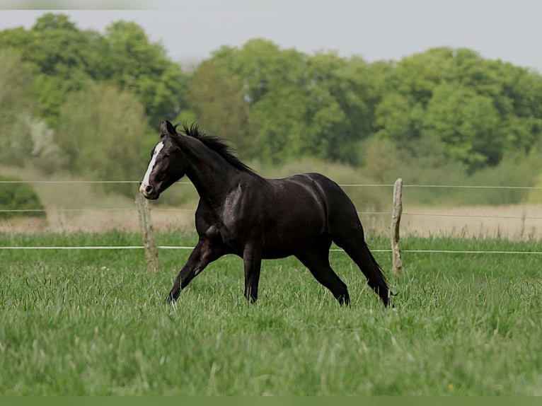 American Quarter Horse Hengst 2 Jahre 152 cm Rappe in Celle
