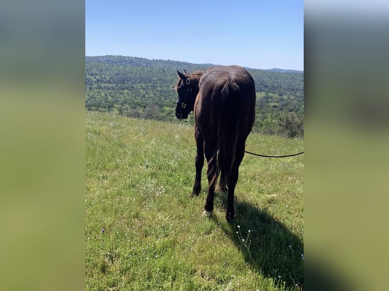 American Quarter Horse Hengst 2 Jahre 152 cm Rappe in Raymond CA