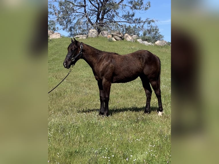 American Quarter Horse Hengst 2 Jahre 152 cm Rappe in Raymond CA