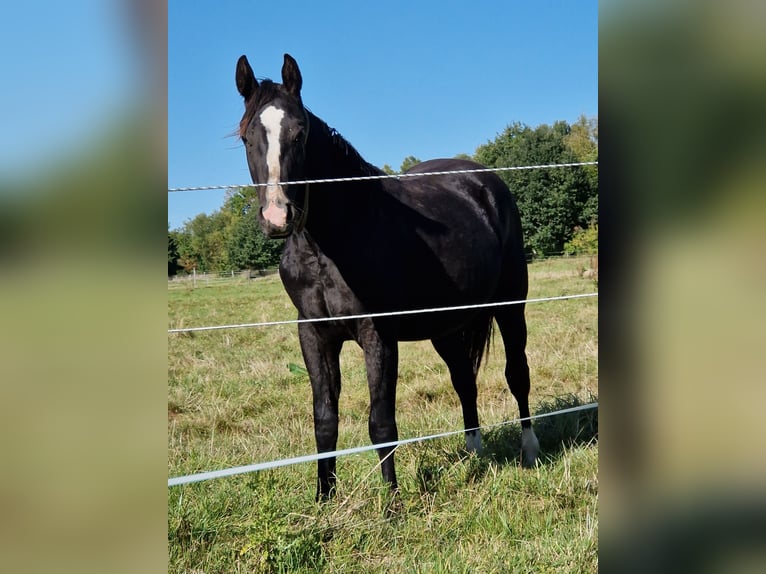 American Quarter Horse Hengst 2 Jahre 152 cm Rappe in Celle