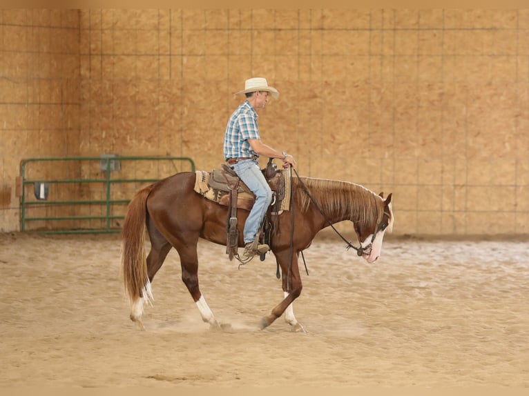 American Quarter Horse Hengst 2 Jahre 152 cm in Bellevue