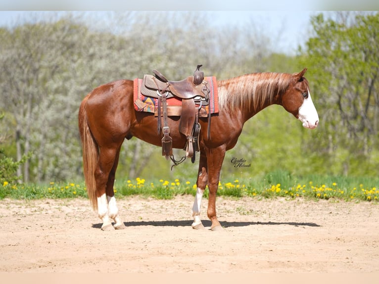 American Quarter Horse Hengst 2 Jahre 152 cm in Bellevue