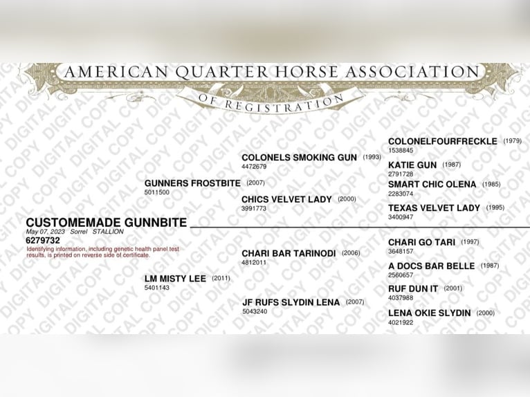 American Quarter Horse Hengst 2 Jahre 152 cm Rotfuchs in Ljubljana