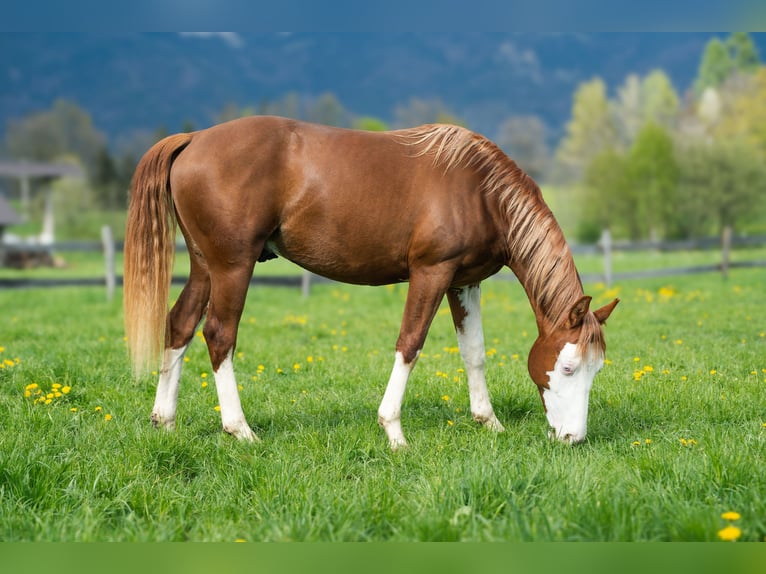 American Quarter Horse Hengst 2 Jahre 152 cm Rotfuchs in Ljubljana