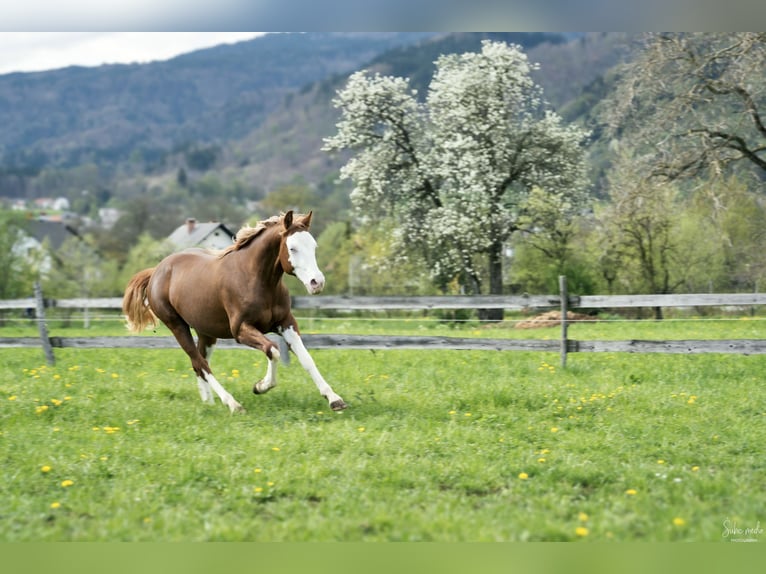 American Quarter Horse Hengst 2 Jahre 152 cm Rotfuchs in Ljubljana