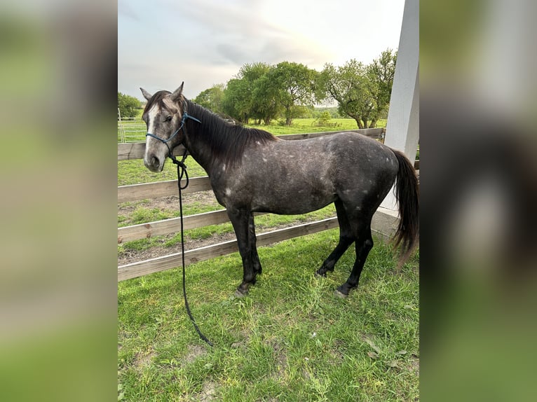 American Quarter Horse Hengst 2 Jahre 152 cm Schimmel in Celina, TX