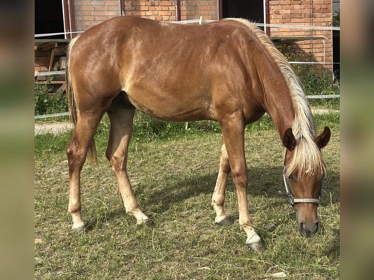 American Quarter Horse Hengst 2 Jahre 153 cm Fuchs in Alfeld (Leine)