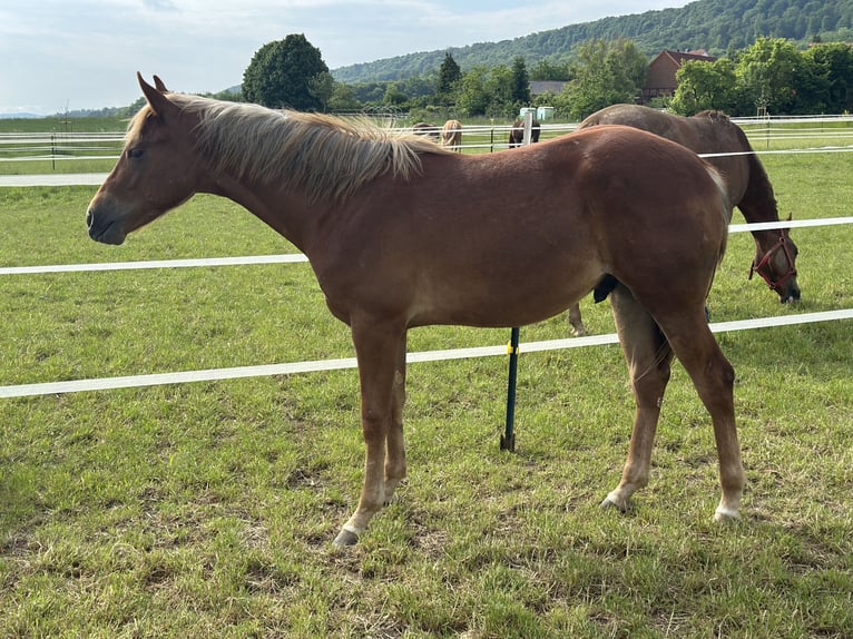 American Quarter Horse Hengst 2 Jahre 153 cm Fuchs in Alfeld (Leine)