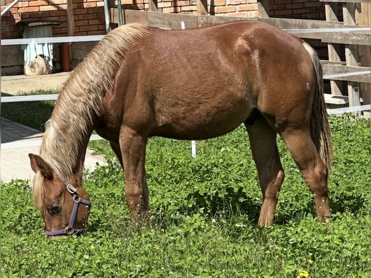 American Quarter Horse Hengst 2 Jahre 153 cm Fuchs in Alfeld (Leine)