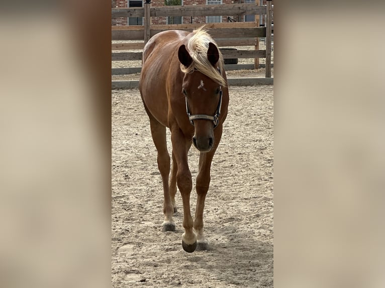 American Quarter Horse Hengst 2 Jahre 153 cm Fuchs in Alfeld (Leine)