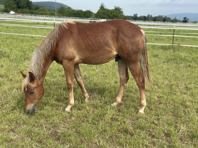 American Quarter Horse Hengst 2 Jahre 153 cm Fuchs in Alfeld (Leine)