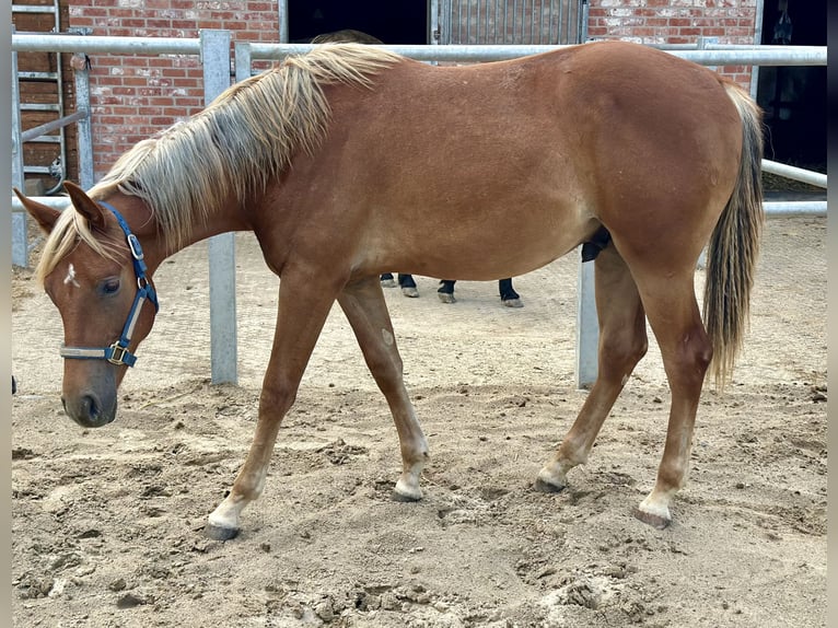 American Quarter Horse Hengst 2 Jahre 153 cm Fuchs in Alfeld (Leine)