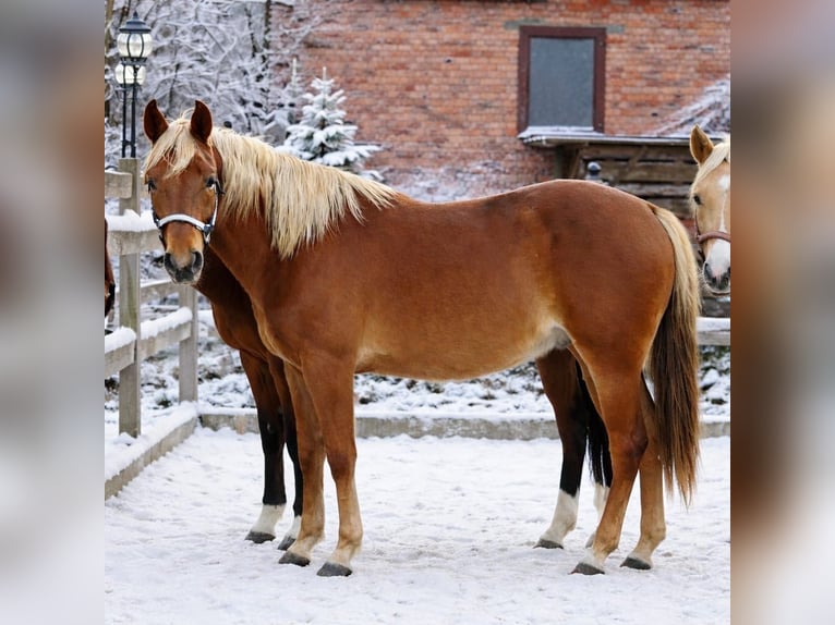 American Quarter Horse Hengst 2 Jahre 153 cm Fuchs in Alfeld (Leine)