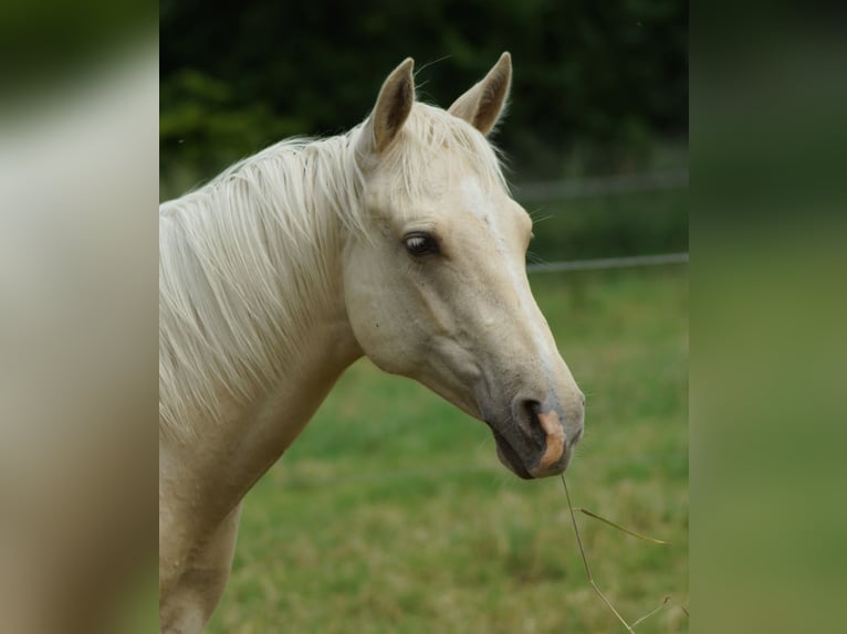 American Quarter Horse Hengst 2 Jahre 153 cm Palomino in Linsburg