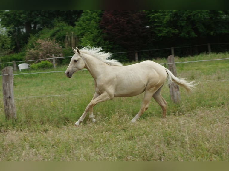 American Quarter Horse Hengst 2 Jahre 153 cm Palomino in Linsburg