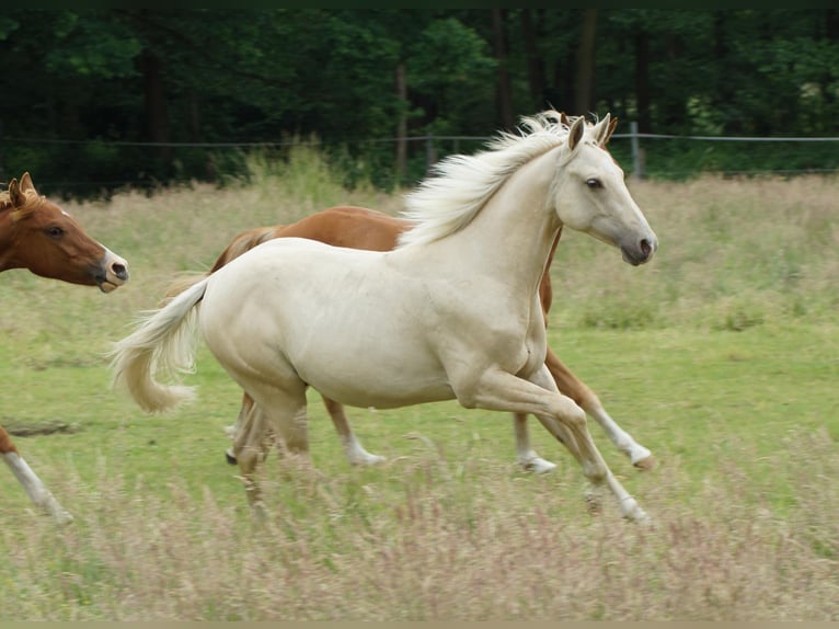 American Quarter Horse Hengst 2 Jahre 153 cm Palomino in Linsburg
