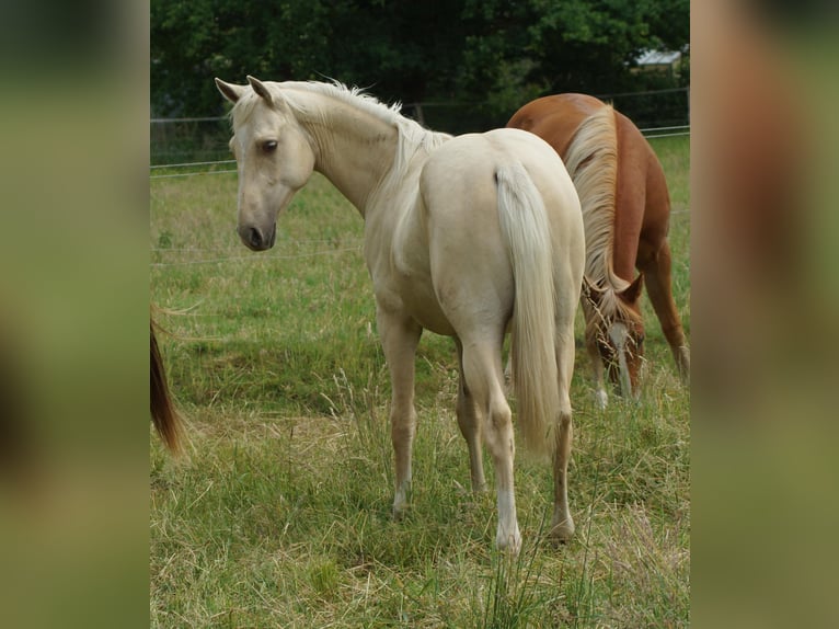 American Quarter Horse Hengst 2 Jahre 153 cm Palomino in Linsburg