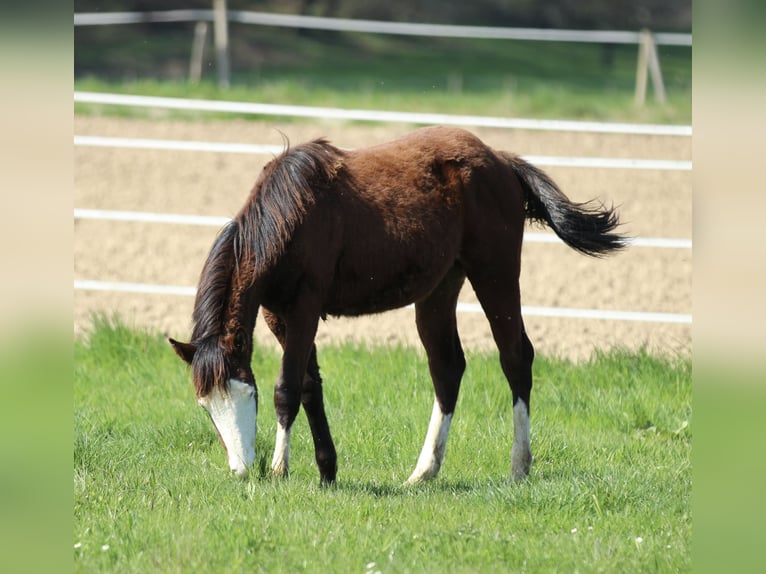 American Quarter Horse Hengst 2 Jahre 154 cm Brauner in Waldshut-Tiengen